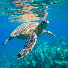 turtle